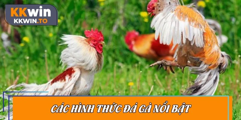 Danh sách những mô hình chọi gà ăn khách hiện có