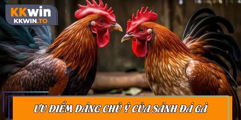 Ưu điểm tạo nên vị thế của sảnh đá gà KKWIN trên thị trường
